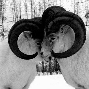 Meet your Posher, Benjamin